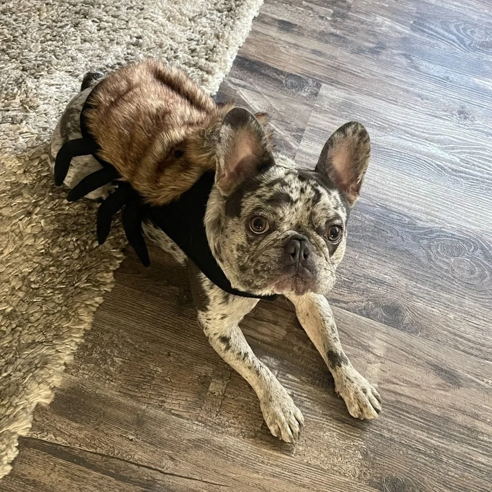 Spider Fuzzy Dog Halloween Costume M/L